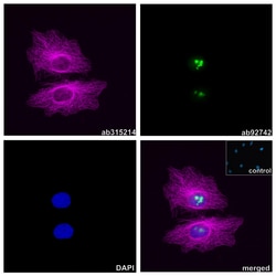 Alpaca monoclonal [14A4] Anti-Mouse IgG2a/b antibody (Alexa Fluor&trade; 647), Abcam
