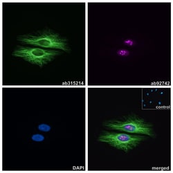 Alpaca monoclonal [14A4] Anti-Mouse IgG2a/b antibody (ATTO 488), Abcam