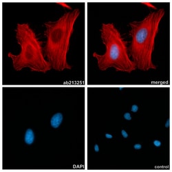 Alpaca monoclonal [2F3] Anti-human IgG1/IgG4 antibody (AZdye 568), Abcam