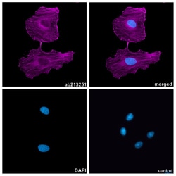 Alpaca monoclonal [2F3] Anti-human IgG1/IgG4 antibody (Alexa Fluor&trade; 647), Abcam