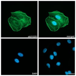 Alpaca monoclonal [2F3] Anti-human IgG1/IgG4 antibody (ATTO 488), Abcam
