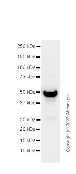 Goat Anti-Armenian hamster IgG H&L (Alkaline Phosphatase), Abcam