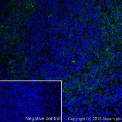 Anti-CD38 antibody [90], Abcam
