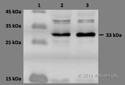 Donkey Anti-Goat IgG H&L (Cy5 &trade;) preadsorbed, Abcam