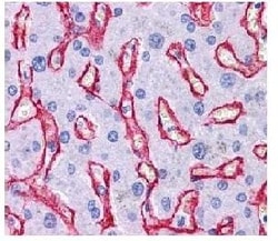 Abcam Anti-Collagen IV antibody, 100 ug