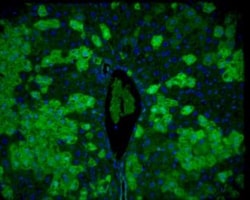 Abcam Anti-GFP antibody, 100 ug