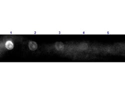 Rabbit Anti-Sheep IgG H&L (TRITC), Abcam