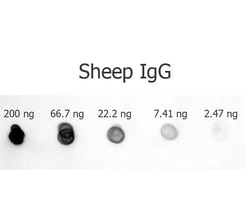 Rabbit Anti-Sheep IgG H&L (Alkaline Phosphatase), Abcam
