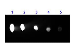 Goat F(ab')2 Anti-Human IgG H&L (PE) preadsorbed, Abcam