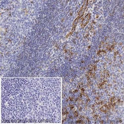 Abcam Anti-CD31 antibody [JC/70A], 100 ug