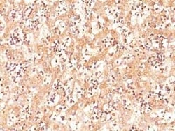 alpha-Fetoprotein/AFP Antibody (C3) - Azide and BSA Free, Novus Biologicals