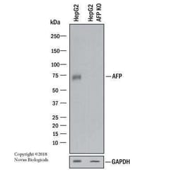 alpha-Fetoprotein/AFP Antibody (C3) - Azide and BSA Free, Novus Biologicals