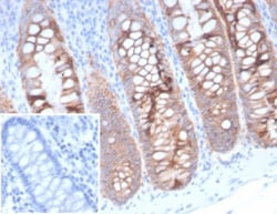 EpCAM/TROP1 Antibody (323/A3) - (ECD) - Azide and BSA Free, Novus Biologicals