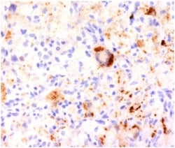 TNF-alpha Antibody (TNF706) - Azide and BSA Free, Novus Biologicals 0.1 mg | Buy Online | Novus Biologicals | Fisher Scientific