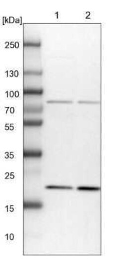 p23/PTGES3 Antibody, Novus Biologicals 0.1 mL, Unconjugated:Antibodies,