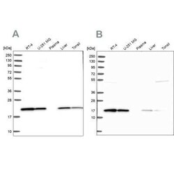 p23/PTGES3 Antibody, Novus Biologicals 0.1 mL, Unconjugated:Antibodies,