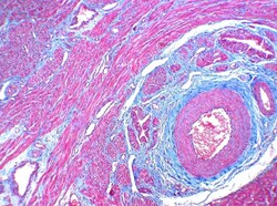 StatLab HCS Control Slides Trichrome Adhesion Slides