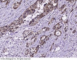 Sino Biological Anti-EGFR Antibody, Mouse Monoclonal, Quantity: Each of