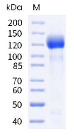 Sino Biological Recombinant Human Her2/ERBB2 Protein (ECD, mFc Tag), HPLC-verified,