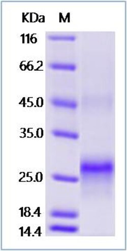 Sino Biological Recombinant Human Her2/ERBB2 Protein (ECD, His Tag), Amine-Labeled