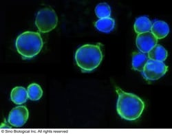 Sino Biological Recombinant Anti-Her2/ERBB2 Antibody (APC), Rabbit Monoclonal,