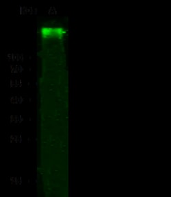 Sino Biological Anti-Her2/ERBB2 Antibody, Rabbit Polyclonal, Quantity: