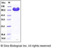 Sino Biological Recombinant Human Nectin-2 Protein (hFc Tag), Quantity: