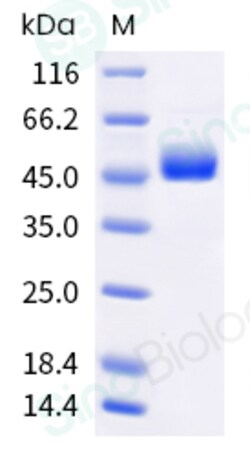 Sino Biological Human Nectin-2 Protein (His & AVI Tag), Biotinylated 20ug,