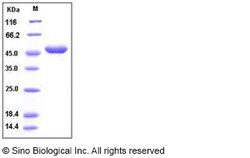 Sino Biological Human G-CSF / CSF3 Protein (Fc Tag) 100ug, Quantity: Each