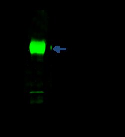 Sino Biological Anti-Bcl-2 Antibody, Rabbit Polyclonal, Quantity: Each