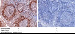 Sino Biological Anti-CD79A Antibody, Rabbit Polyclonal, Quantity: Each