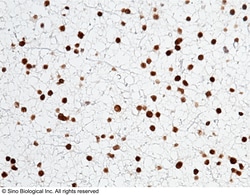 Sino Biological Recombinant Anti-Olig2 Antibody, Rabbit Monoclonal, Quantity: