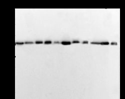 Sino Biological beta-Actin Loading Control Antibody, Mouse MAb, Quantity: