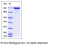 Sino Biological Human VCL / Vinculin Protein (His Tag) 50ug, Quantity: