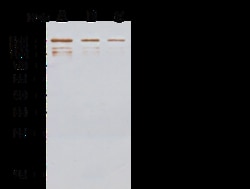 Sino Biological MERS-CoV Spike Protein S1 Antibody, Rabbit PAb, Antigen