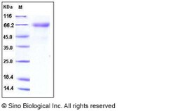 Sino Biological Recombinant Human IL-12 p35/IL12A Protein (hFc Tag), Quantity: