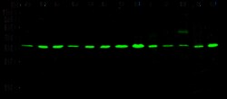 Sino Biological GAPDH Loading Control Antibody, Mouse Mab, Quantity: Each