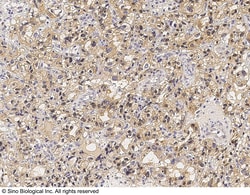 Sino Biological GAPDH Antibody, Rabbit PAb, Antigen Affinity Purified 100uL,
