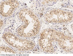 Sino Biological Anti-DDX4 Antibody, Mouse Monoclonal, Quantity: Each of