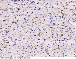 Sino Biological Anti-Connexin 43/GJA1 Antibody, Rabbit Polyclonal, Quantity: