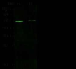 Sino Biological Recombinant Anti-Chromogranin A/CHGA Antibody, Rabbit Monoclonal,