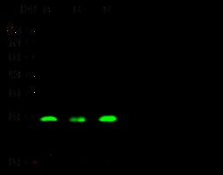 Sino Biological GSTπ (GlutathioneS-Transferase,pi) Antibody, Rabbit PAb,