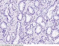 Sino Biological Recombinant Anti-p63 Antibody, Rabbit Monoclonal, Quantity: