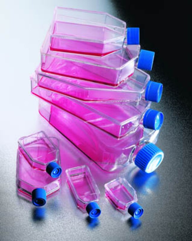 Falcon™ Cell Culture Flasks Size 25cm sq. Falcon™ Cell Culture Flasks