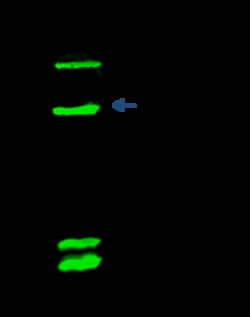 Sino Biological Anti-CXCL1 Antibody, Rabbit Polyclonal, Quantity: Each