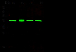 Sino Biological Anti-ERK2 Antibody, Mouse Monoclonal, Quantity: Each of
