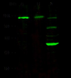 Sino Biological Recombinant Anti-NCAM-1/CD56 Antibody, Rabbit Monoclonal,