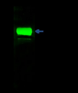 Sino Biological Anti-Cytokeratin 19/KRT19 Antibody, Rabbit Polyclonal,