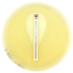 Liofilchem&trade;&nbsp;Mueller Hinton II Agar