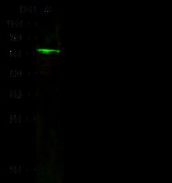 Sino Biological Anti-Cytokeratin 7/KRT7 Antibody, Rabbit Polyclonal, Quantity: